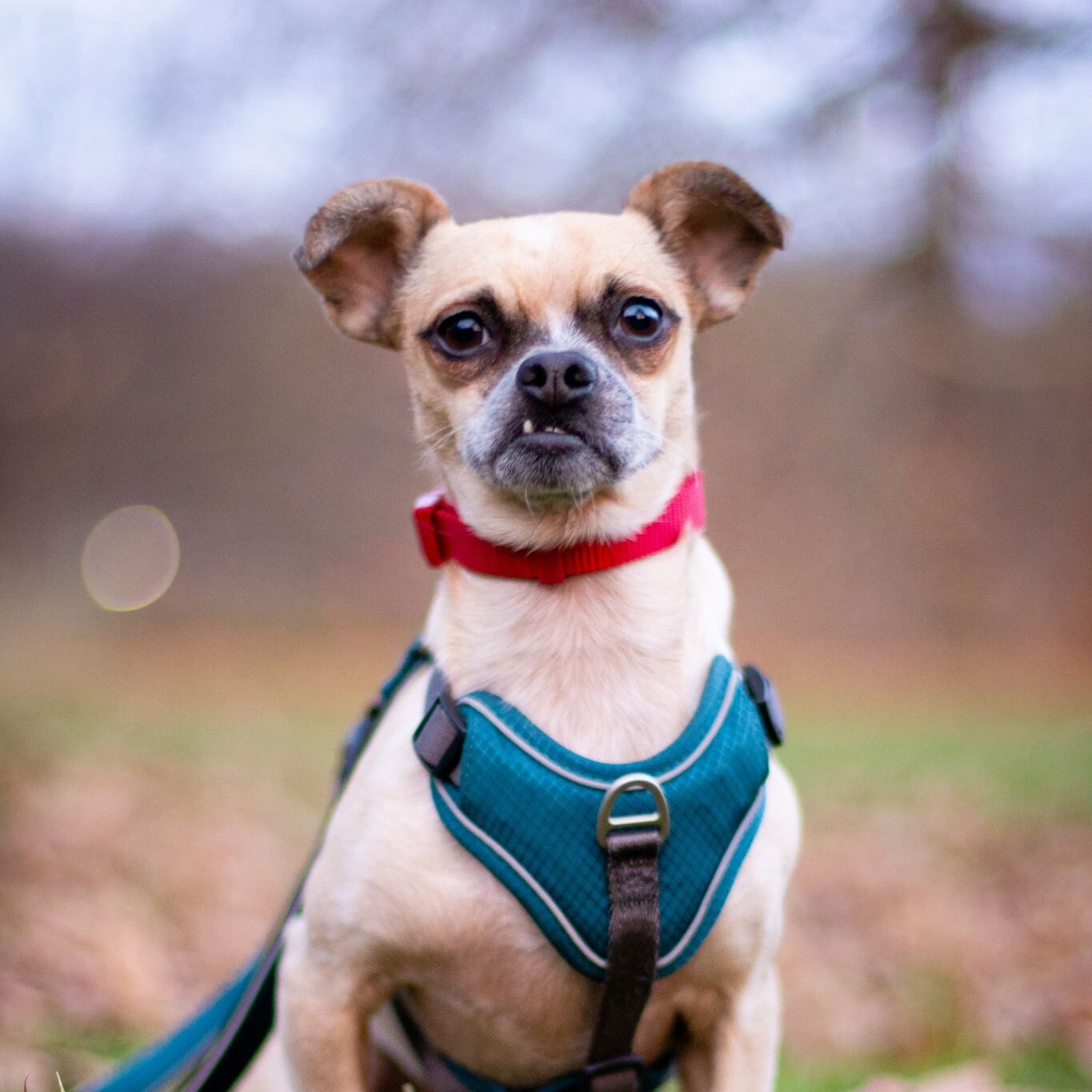 Podcast 47: Praktische Hundeführerscheinprüfung