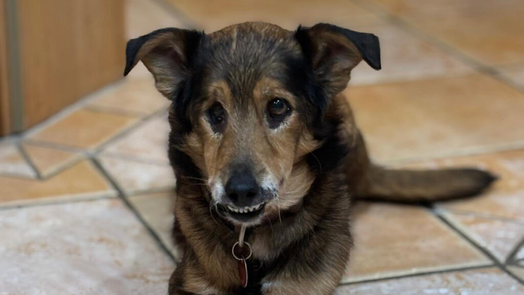 Podcast 49: Braucht mein Hund wirklich eine Krankenversicherung?