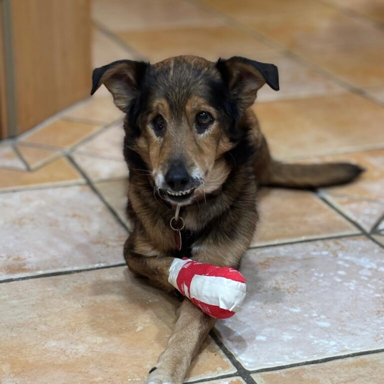 Podcast 49: Braucht mein Hund wirklich eine Krankenversicherung?
